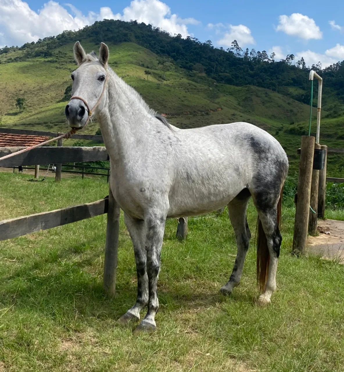 Égua MM Sem Registro + Prenhez Confirmada  - Foto 6