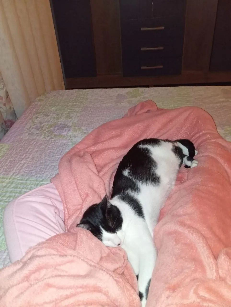 Doação Gato  - Foto 3