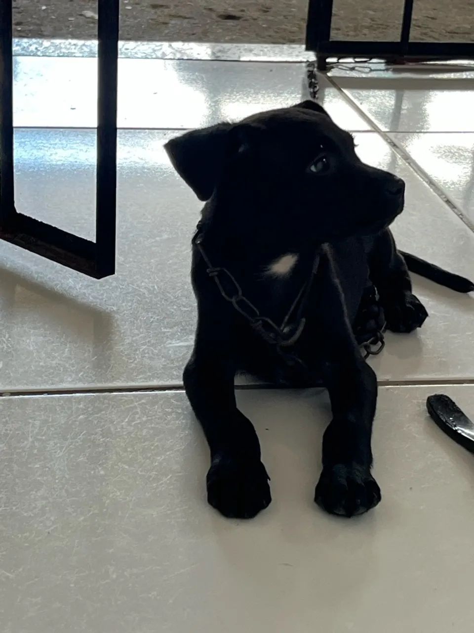 cachorro  - Foto 3