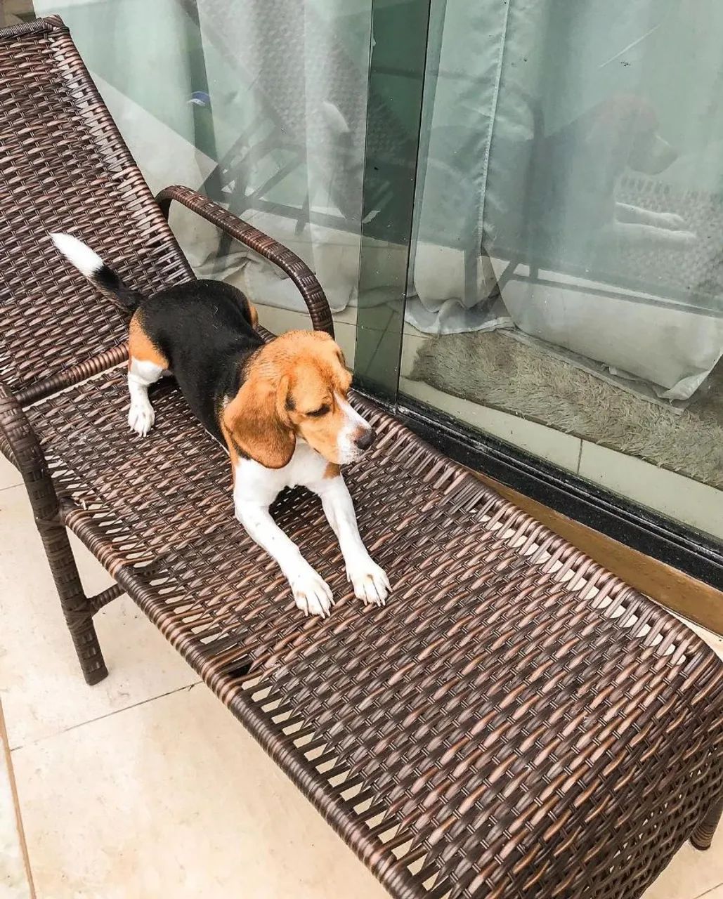 Filhotes de Beagle  - Foto 2