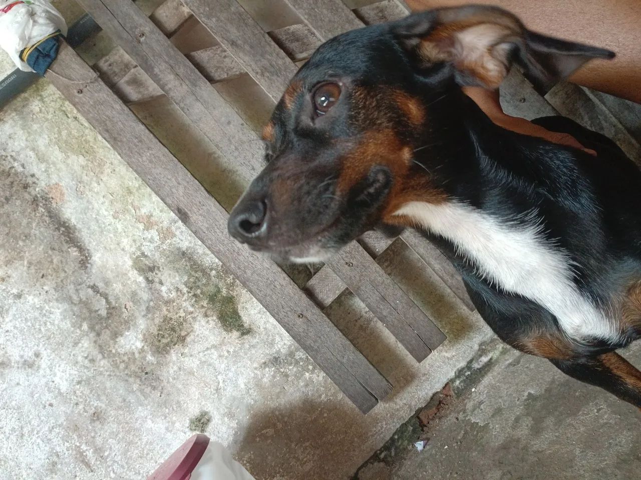 Cachorra salsicha - Foto 3