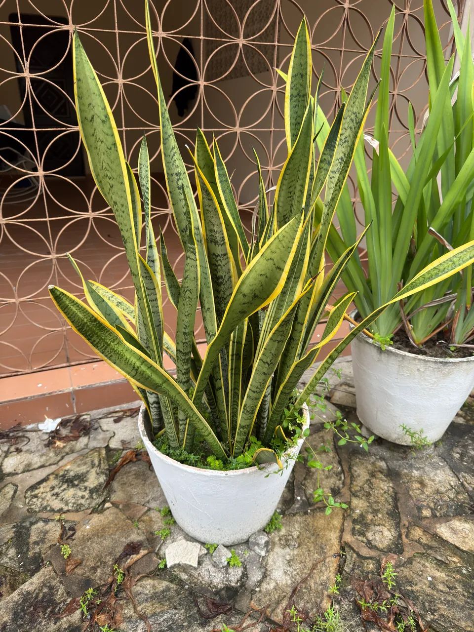 Plantas variadas com vaso incluso !  - Foto 4