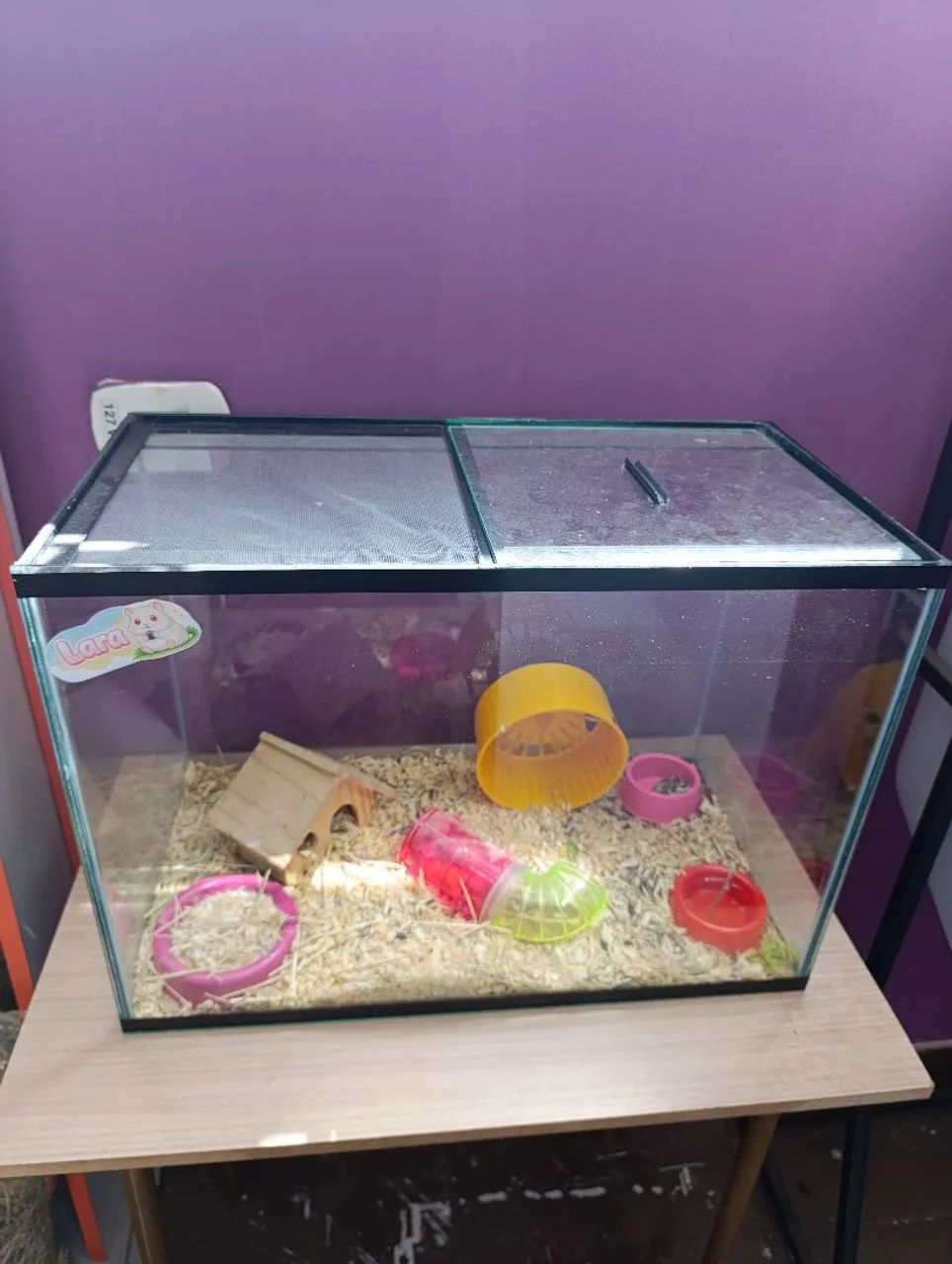 Terrário com hamster anão russo branco 