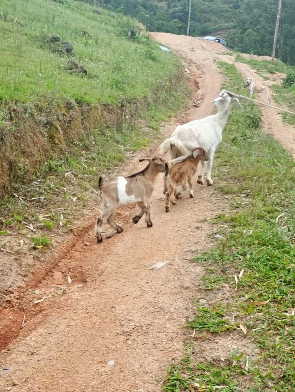 Cabras bode e vilhotes - Foto 4