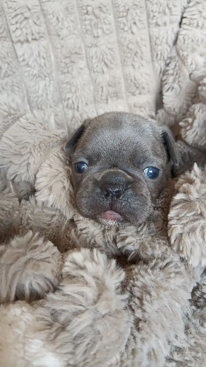Buldogue francês  - Foto 2