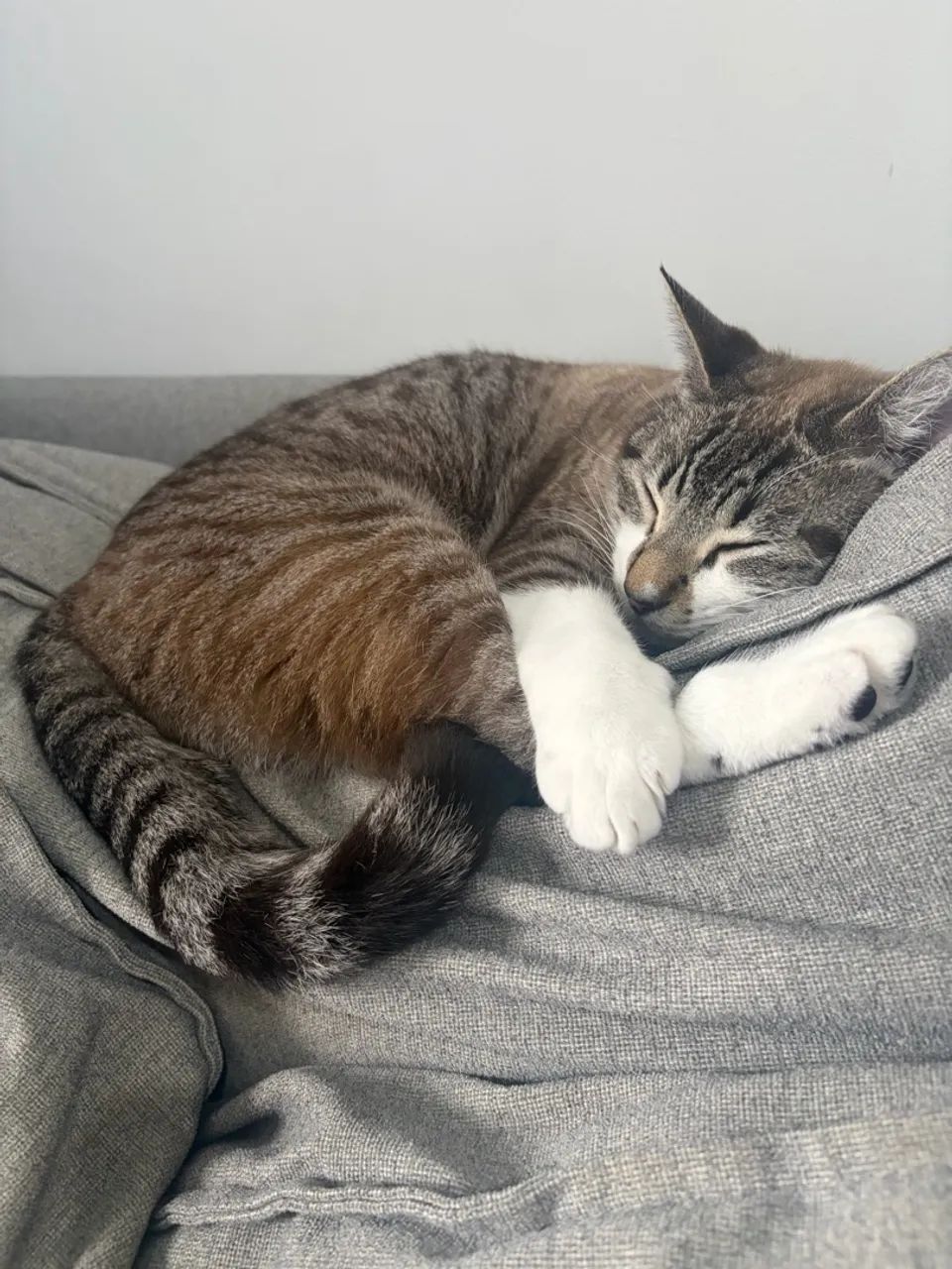 GATOS - fêmea e macho  - Foto 2