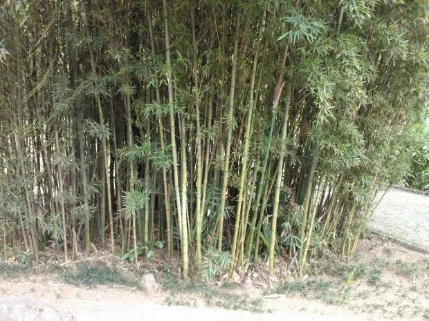 Bambu Cana da India (Phyllostachys aurea) vendo muda DE 1,8 M. - Foto 5