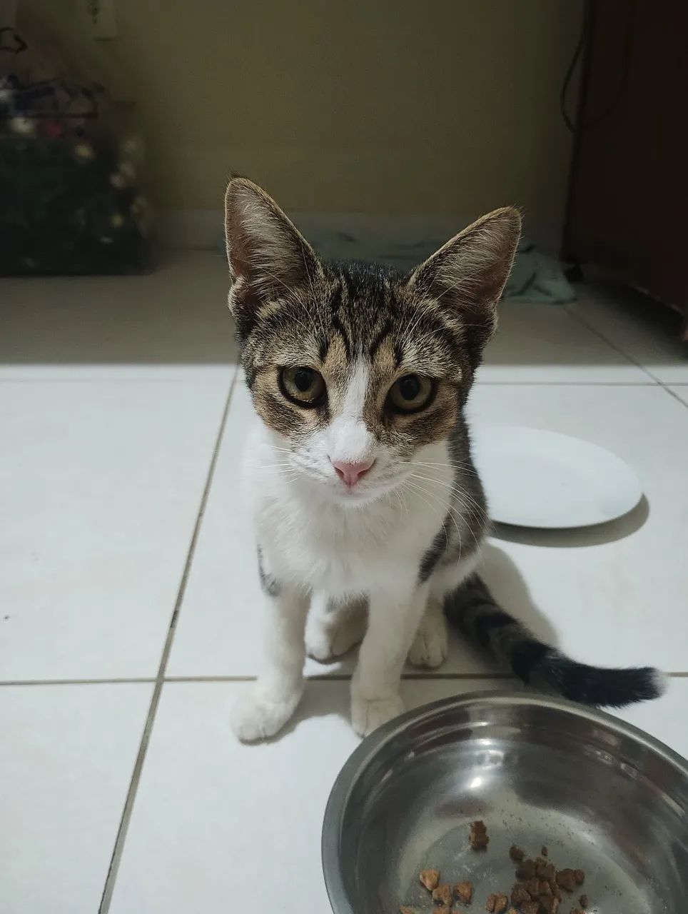 Adoção responsável - Foto 2