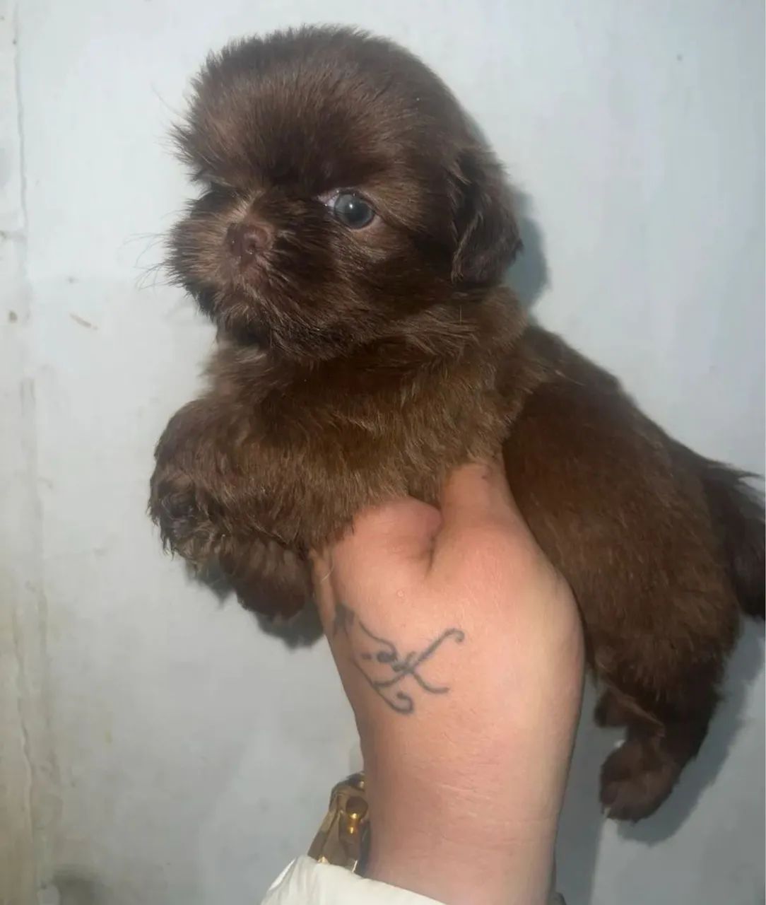  Shih Tzu ideal para quem prefere ambientes internos