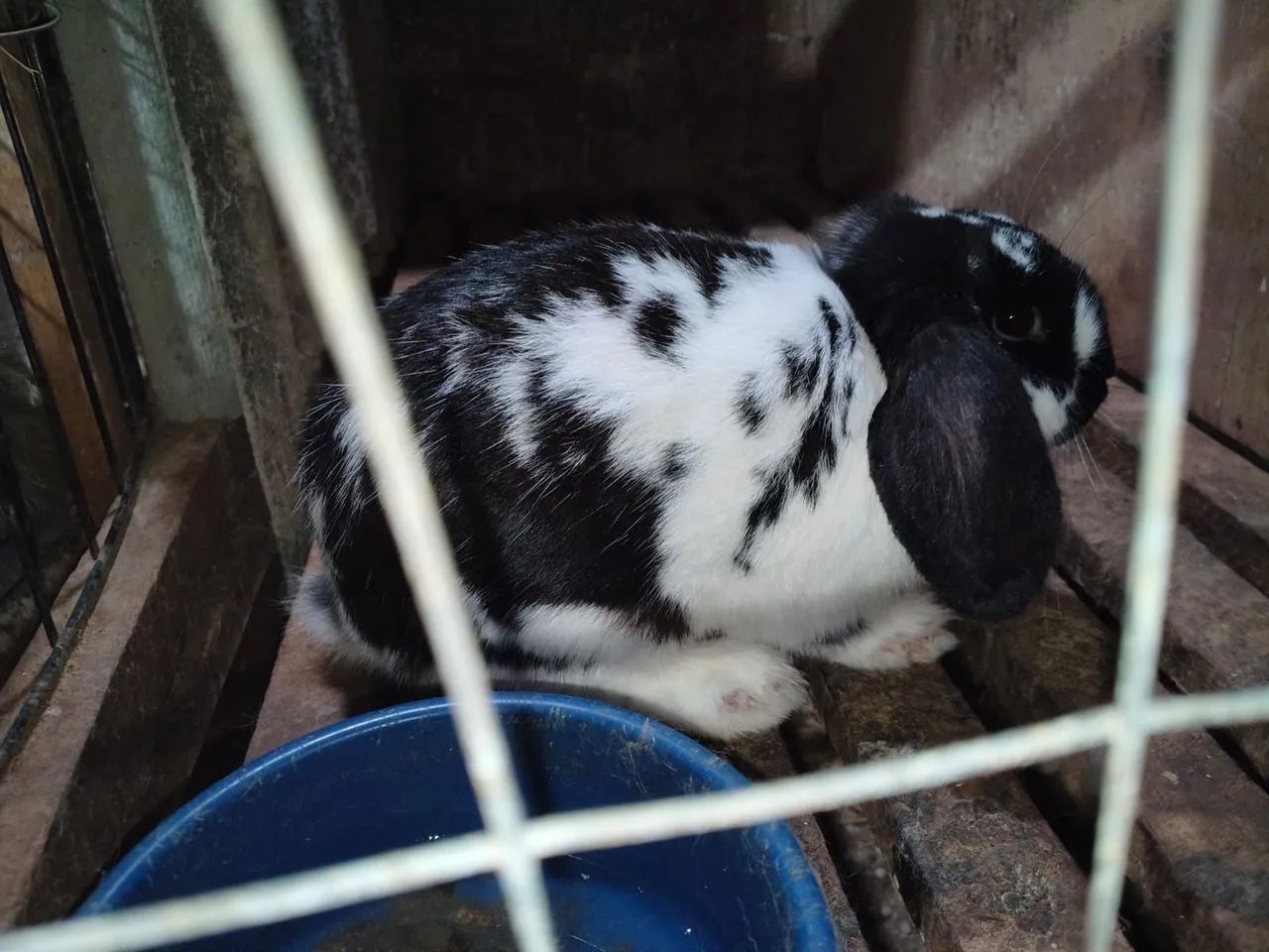 Coelhos 435653744662958082