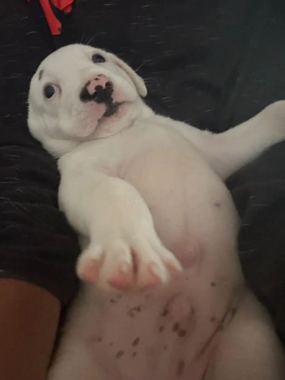 Cachorro 
