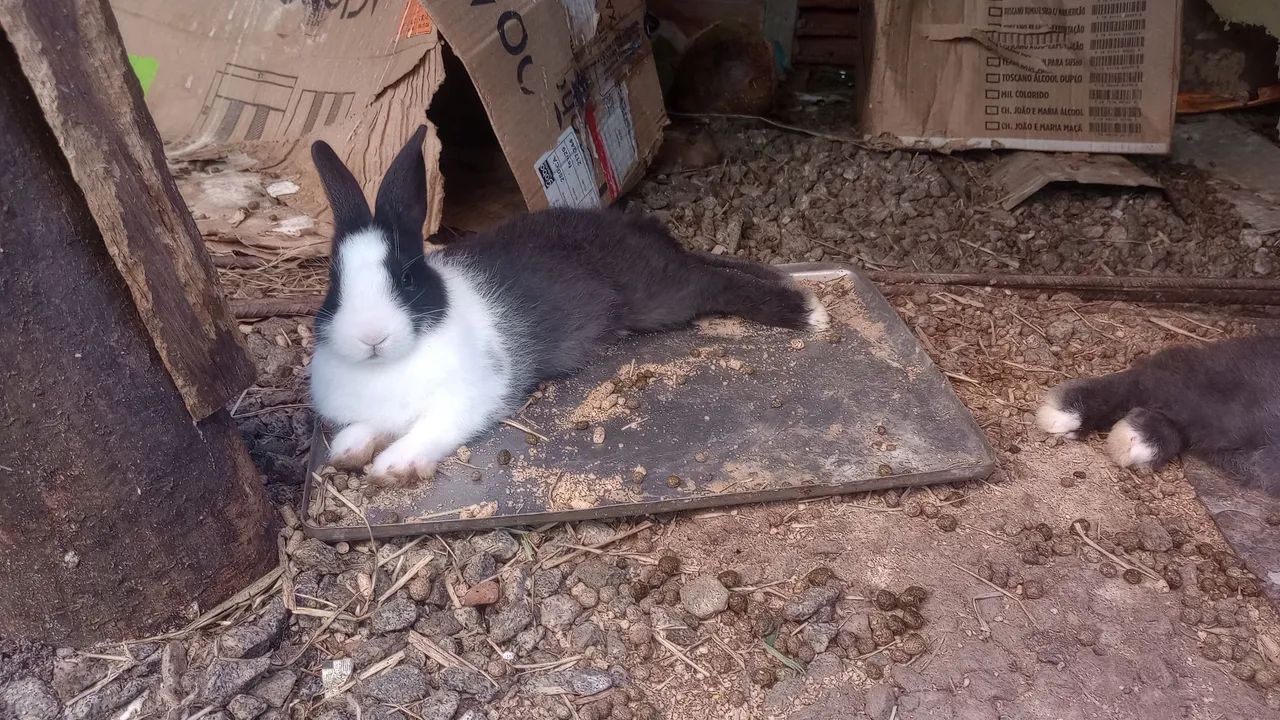 Vende-se coelhos . - Foto 2