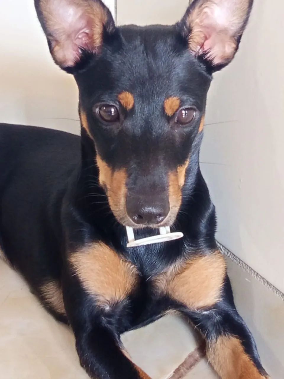 Pincher de 7 meses - Foto 5