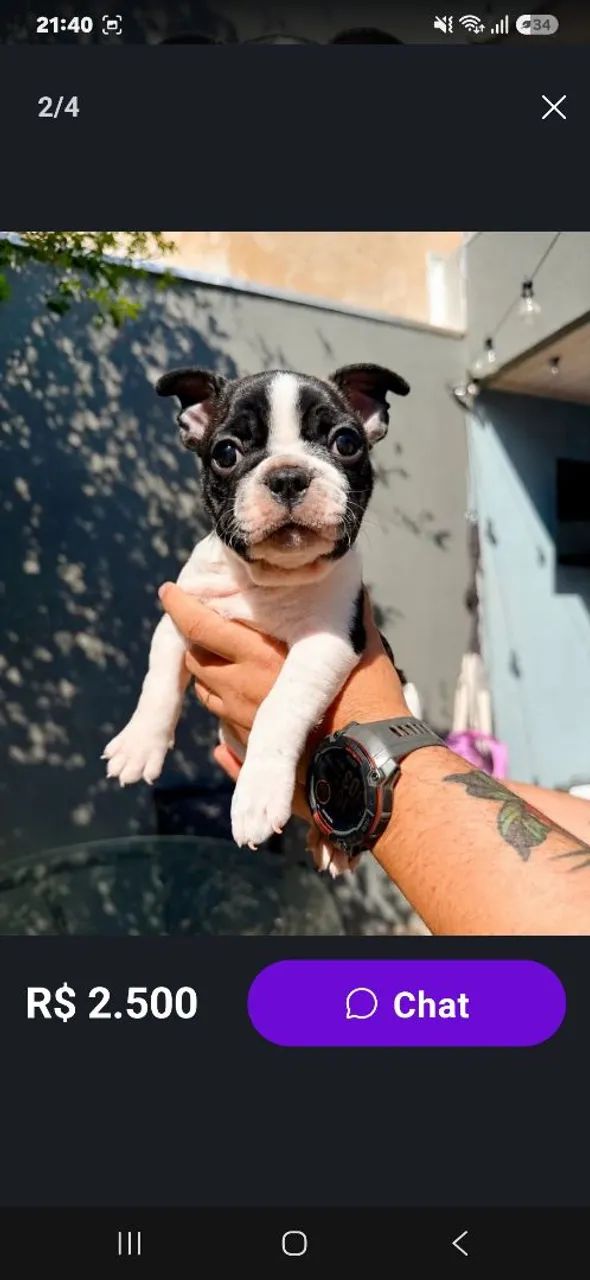 Buldogue francês  macho