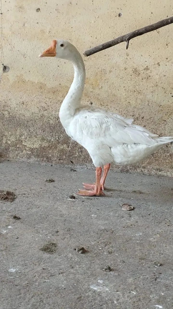 Vendo ganso - Foto 4
