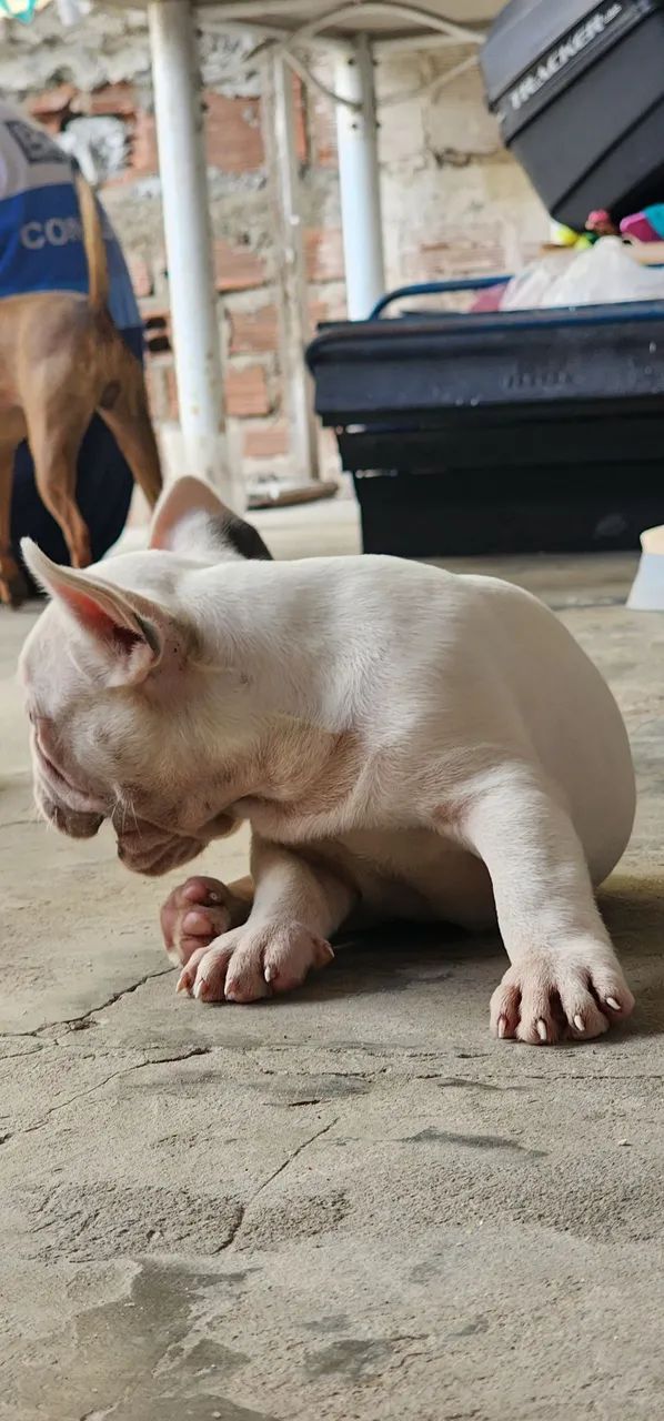 Buldogue francês  - Foto 3