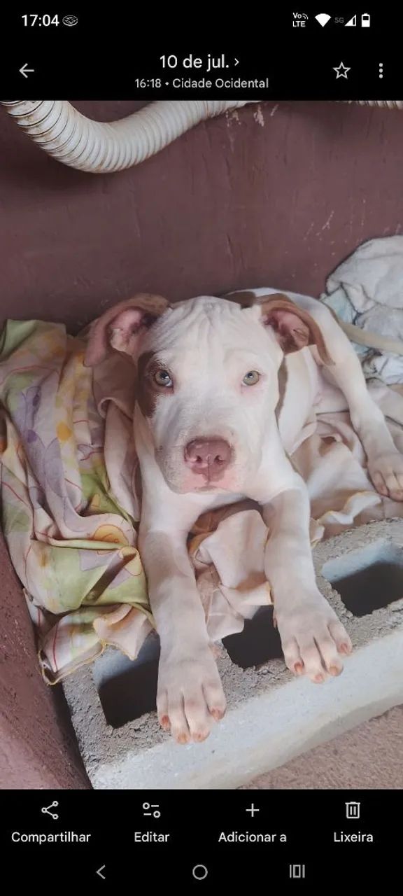 Cachorro  - Foto 2