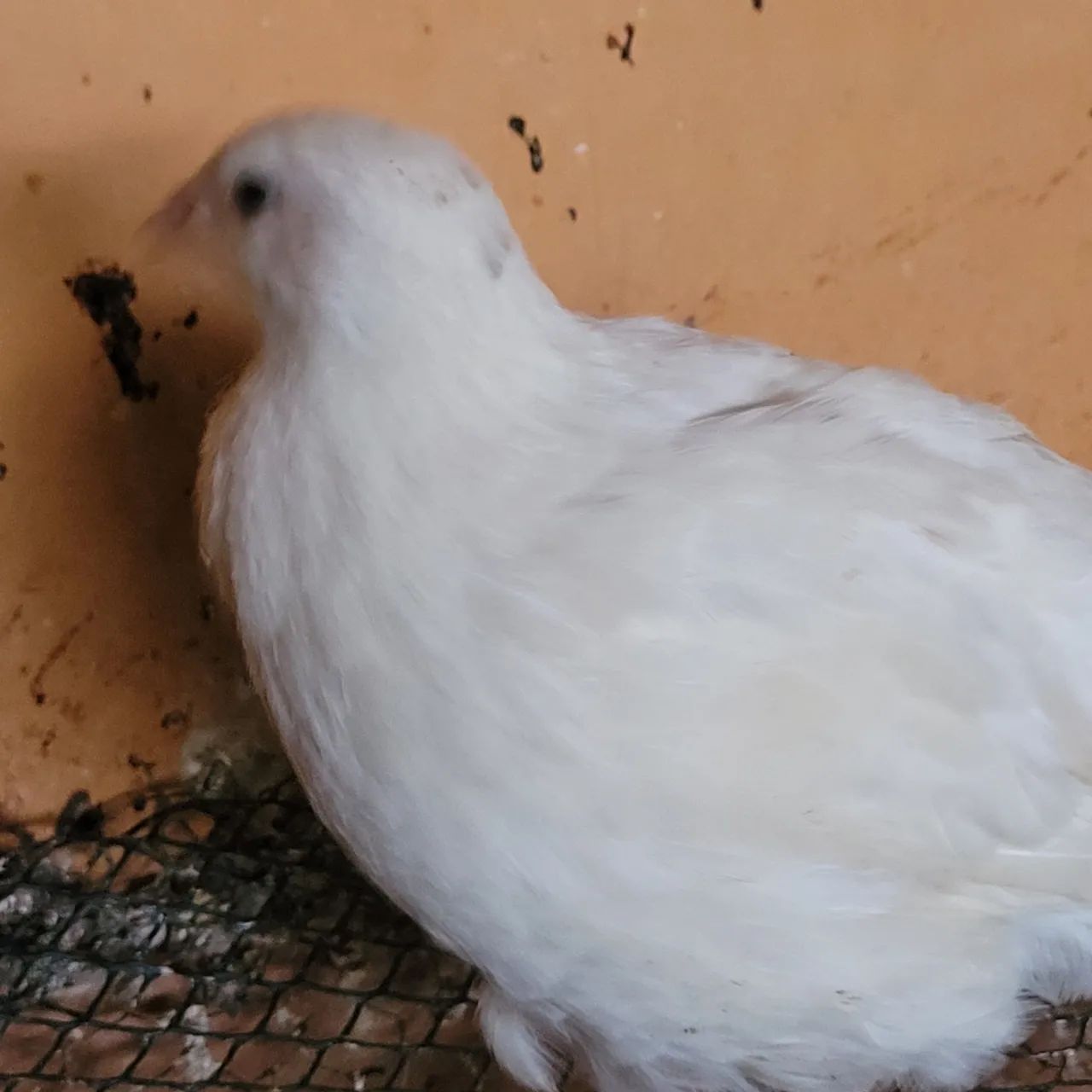 Codorna Gigante início de postura  - Foto 5