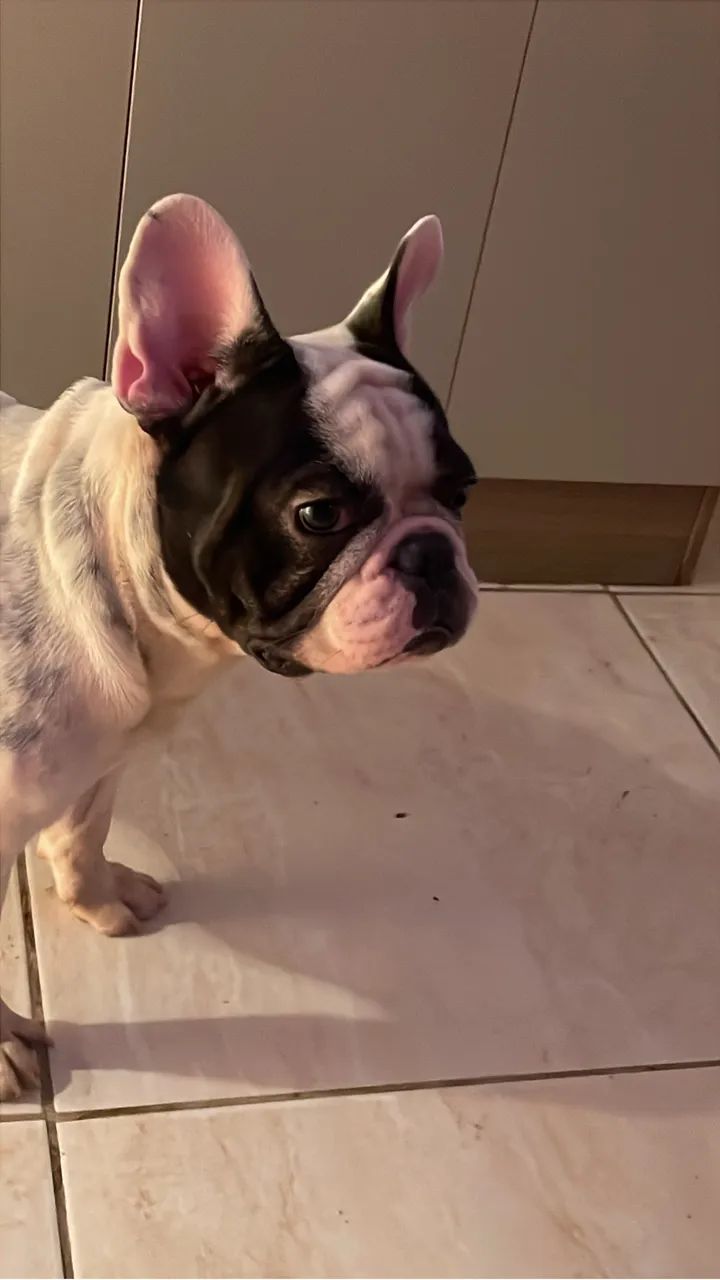 Buldogue francês para coberta  - Foto 4