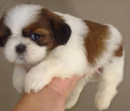 Shih Tzu, alto padrao na Rei dog Jatiúca