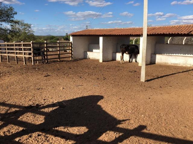 Ótima propriedade de 377 hectares,em Jataúba-PE, por apenas R$ 650 mil - Foto 13