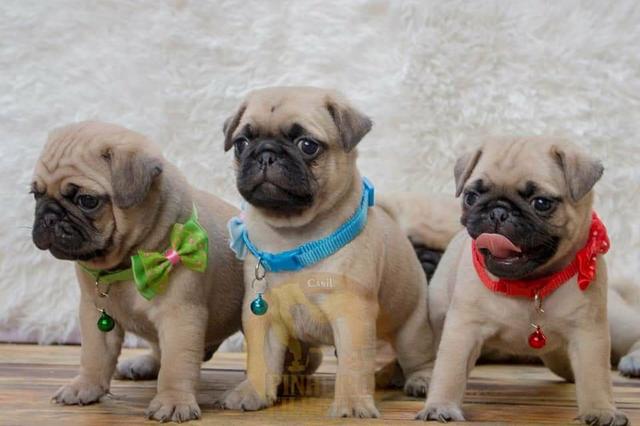 Pugs filhotes disponíveis