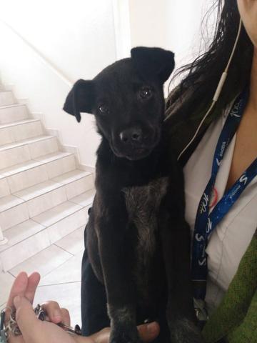 Cachorro fêmea super amorosa e brincalhona