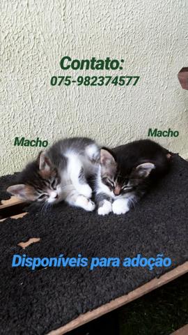 Gatos - Foto 2