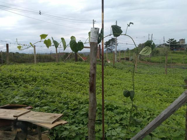 Vende-se terreno no São Luís da Barra VR-RJ - Foto 2