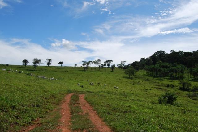 Fazenda com 12 alqueires em Terezópolis-GO - Foto 16
