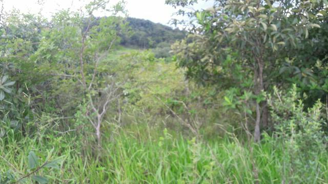Vendo 04 Alqueires Panalmira - Foto 4