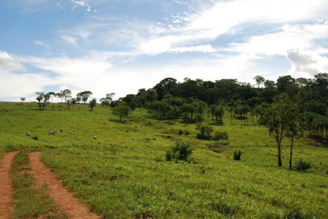 Fazenda com 12 alqueires em Terezópolis-GO - Foto 13