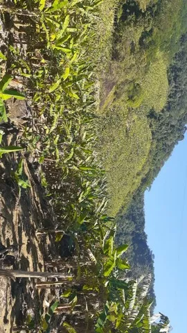 Propriedade rural á Venda com dois Alqueires e meio.