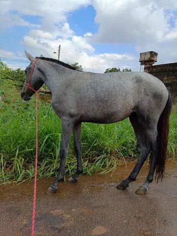 OLX on X: CAVALO 🐎 IIIIIRRAAAA 🤪 DEMAISSSS 😎 QUE ISSO MEU