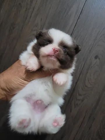 Spitz alemão  - Foto 2