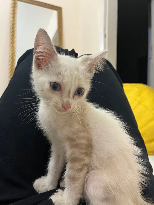 GATINHAS IRMÃS PARA ADOÇÃO - Foto 3