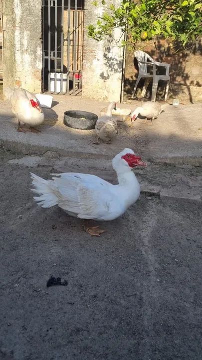 Patos ( Casal 150R$ ) - Foto 3