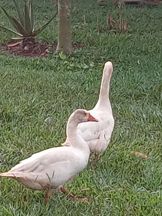 Casal de ganso - Foto 2