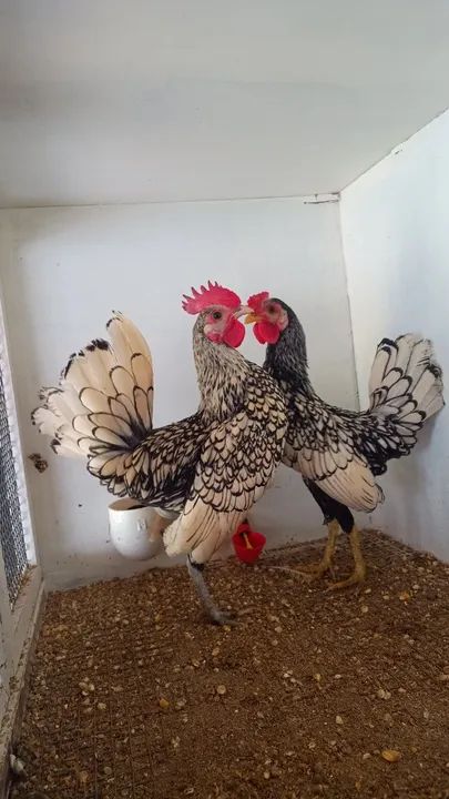 Galinhas Sebright Prata e Dourado - Foto 5