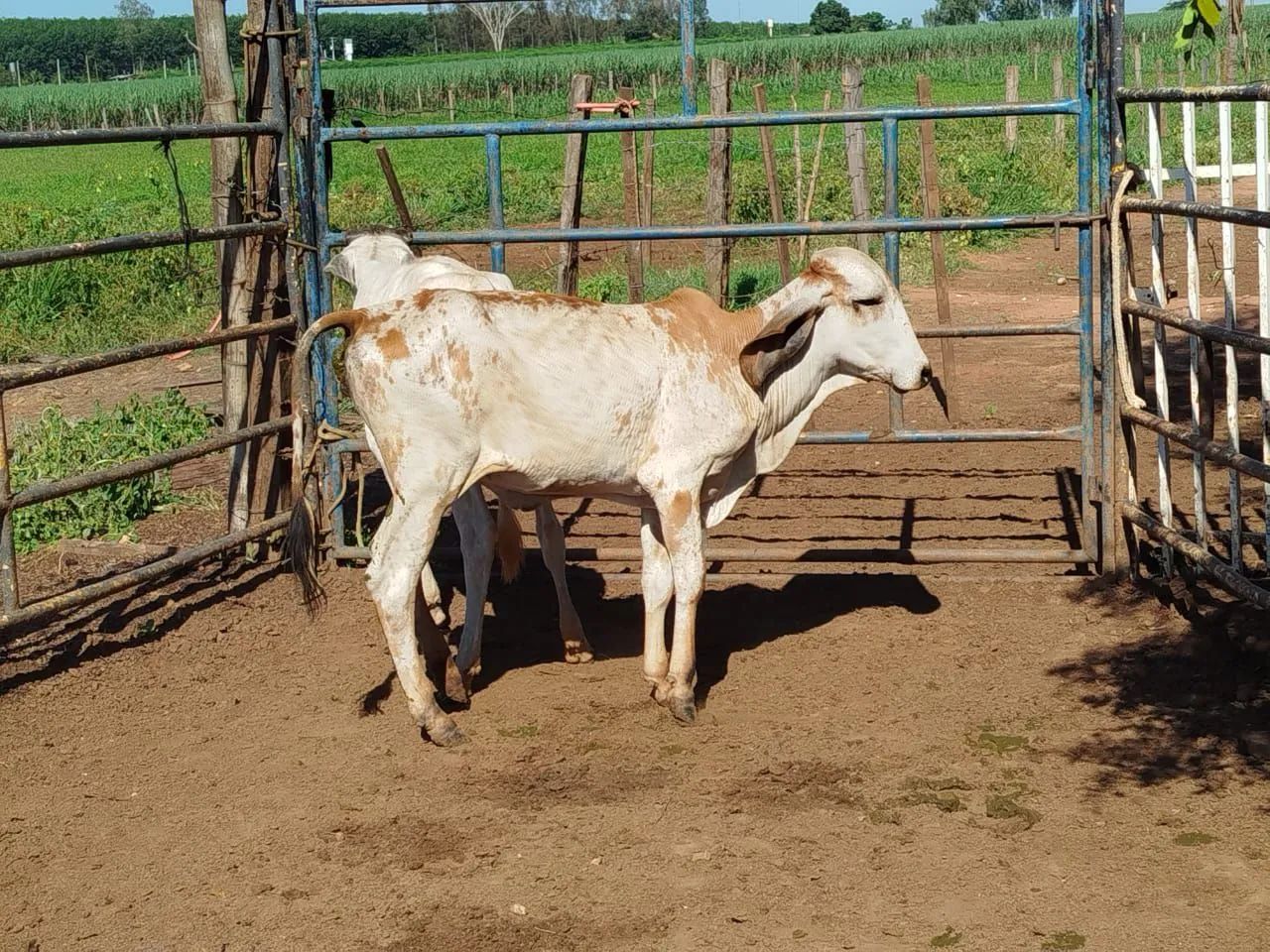 Bezerras  - Foto 3