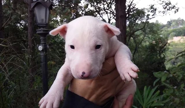 Promoção bull sale terrier