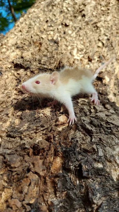 Twister Standard  - Foto 4