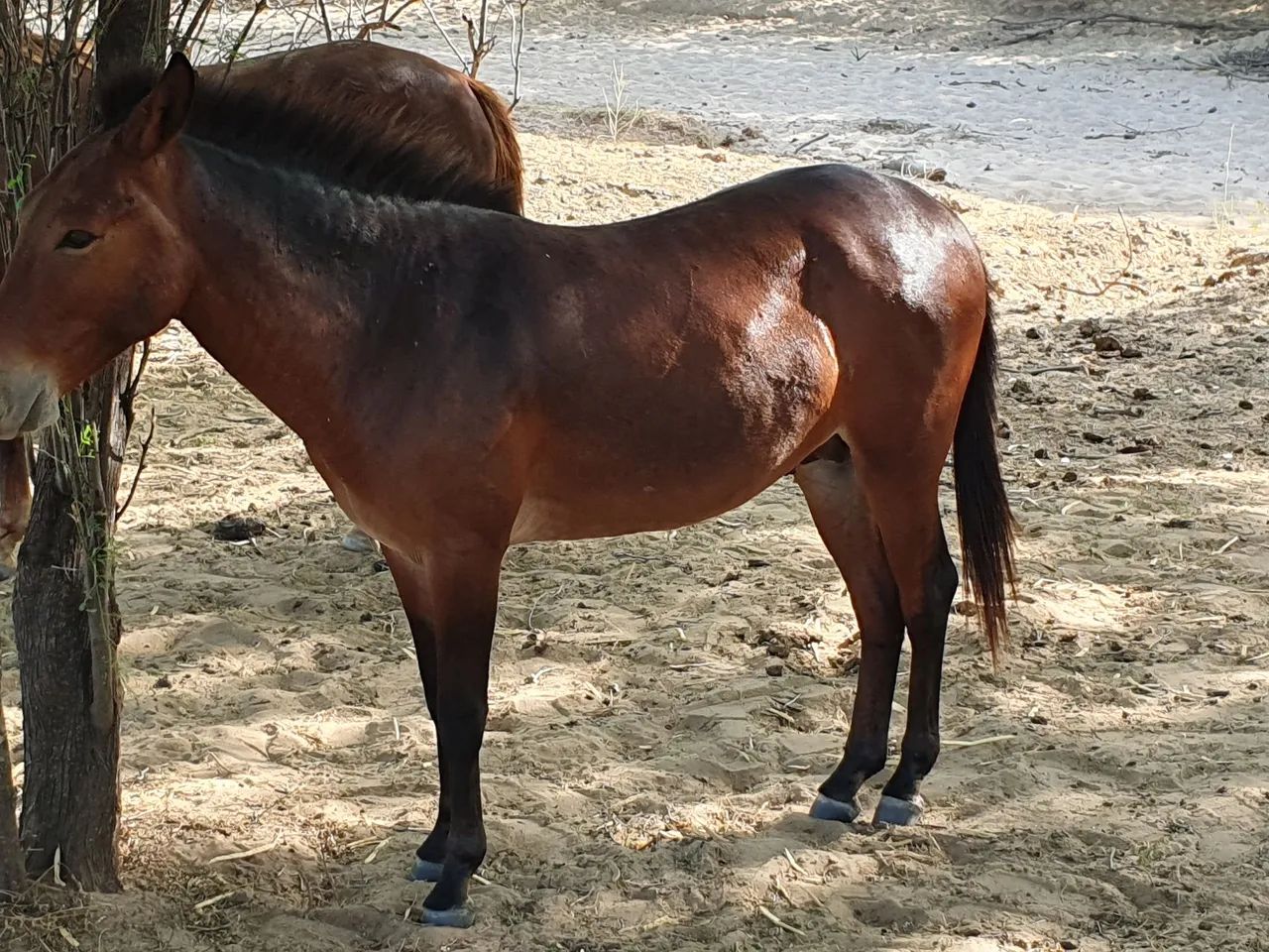 Vendo burro mulo  - Foto 2