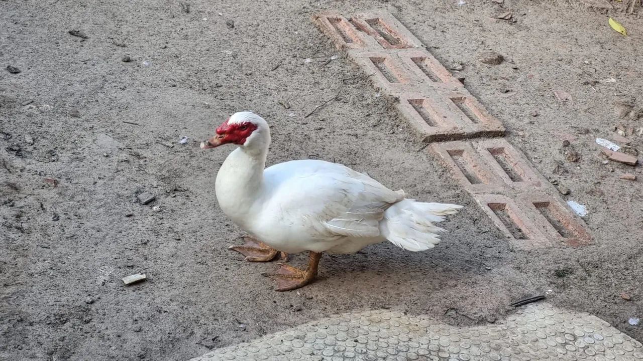 Patos ( Casal 150R$ ) - Foto 2