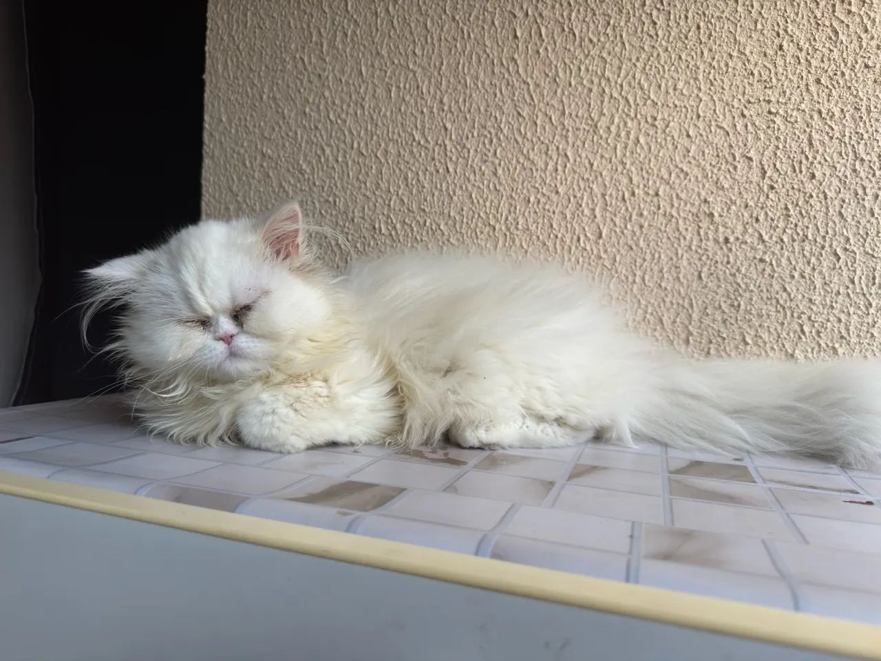 Gatinho Persa Branco - Fofa e Carinhosa