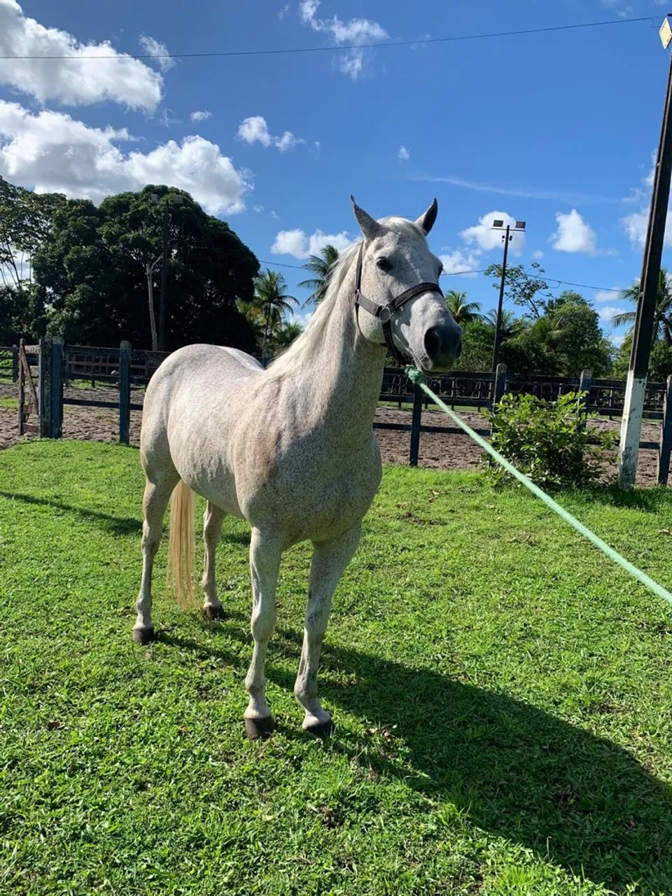 Cavalo quarto de milha