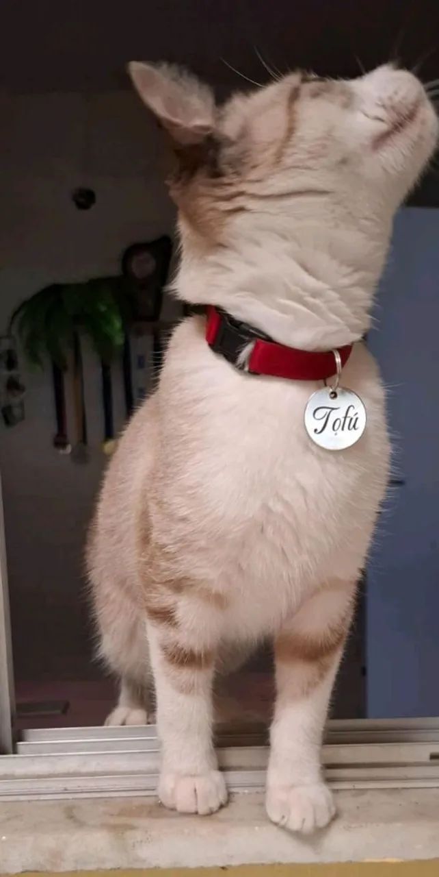 Gato lindo e dócil para adoção - Foto 5