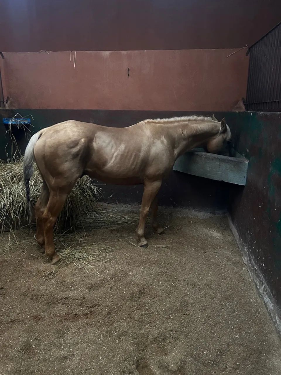 Cavalo Quarto de Milha - Baio - Castrado - Foto 4