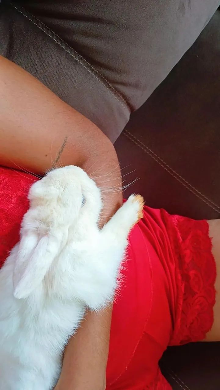 Mine coelho - Foto 4