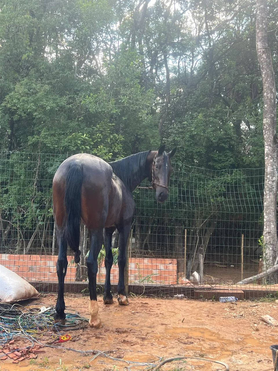 Cavalo registrado, mangalarga marchador - Foto 4